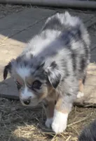 Zoe 3, a female Australian Shepherd for sale in Winchester, VA – Photo 4 of 5