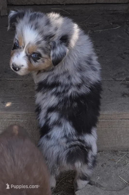 Zoe 3 – Australian Shepherd puppy for sale in Winchester, VA