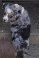 Zoe 3, a female Australian Shepherd for sale in Winchester, VA – Photo 2 of 5