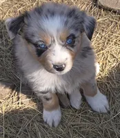 Zoe 3, a female Australian Shepherd for sale in Winchester, VA – Photo 3 of 5