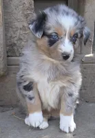 Zoe 3, a female Australian Shepherd for sale in Winchester, VA – Photo 1 of 5