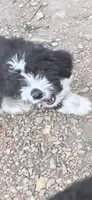 Jupiter 1, a male Aussiedoodle for sale in Winchester, VA – 1 of 3