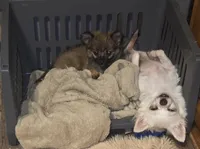 Spoof 2, a female Chihuahua for sale in Winchester, VA – 3 of 4