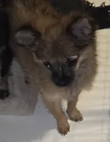 Spoof 2, a female Chihuahua for sale in Winchester, VA – 4 of 4