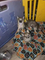 Spoof 2, a female Chihuahua for sale in Cross Junction, VA – 4 of 7