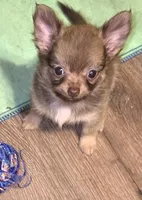 Mimi 3, a female Chihuahua and Pomeranian for sale in Winchester, VA – 3 of 4