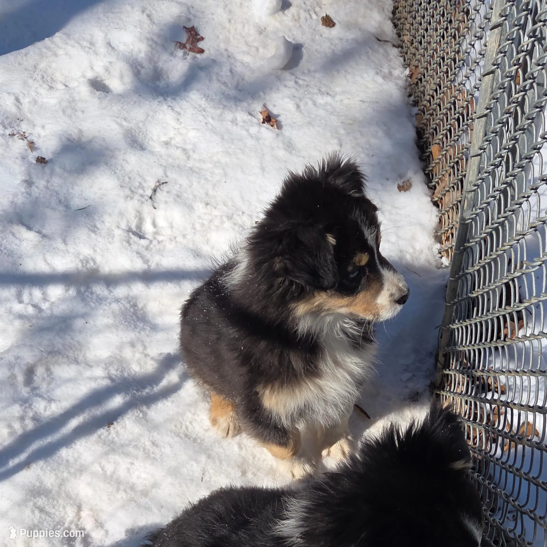 Jupiter 6, a male Australian Shepherd for sale in Winchester, VA – Photo 4 of 4
