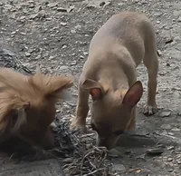 Clarity female, a female Chihuahua for sale in Winchester, VA – 3 of 10