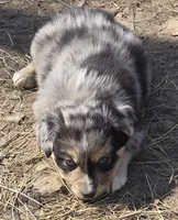 Zoe 1, a male Australian Shepherd for sale in Winchester, VA – 7 of 10