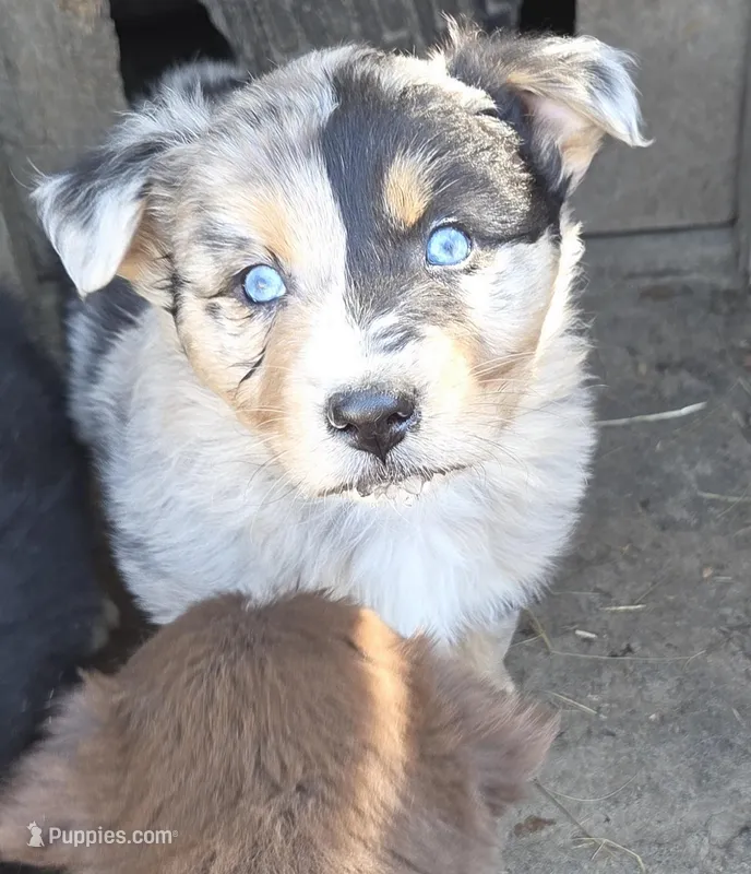Zoe 1 – Australian Shepherd puppy for sale in Winchester, VA