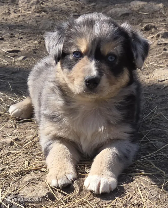 Zoe 1 – Australian Shepherd puppy for sale in Winchester, VA