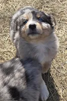 Zoe 1, a male Australian Shepherd for sale in Winchester, VA – Photo 2 of 4