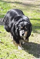 Zoe 1, a male Australian Shepherd for sale in Winchester, VA – 10 of 10
