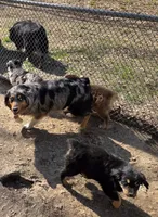 Zoe 1, a male Australian Shepherd for sale in Winchester, VA – 8 of 10