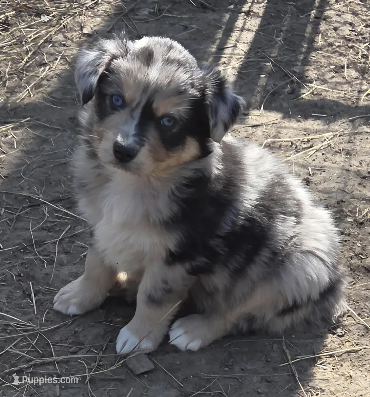 Zoe 1 – Australian Shepherd puppy for sale in Winchester, VA