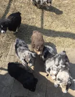 Zoe 1, a male Australian Shepherd for sale in Winchester, VA – Photo 3 of 4