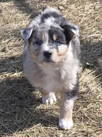 Zoe 1, a male Australian Shepherd for sale in Winchester, VA – Photo 4 of 4