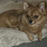 Brew 1, a female Chihuahua and Pomeranian for sale in Winchester, VA – Photo 4 of 5