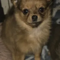 Brew 1, a female Chihuahua and Pomeranian for sale in Winchester, VA – Photo 1 of 5