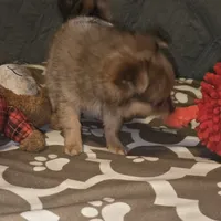 Brew 1, a female Chihuahua and Pomeranian for sale in Winchester, VA – Photo 2 of 5