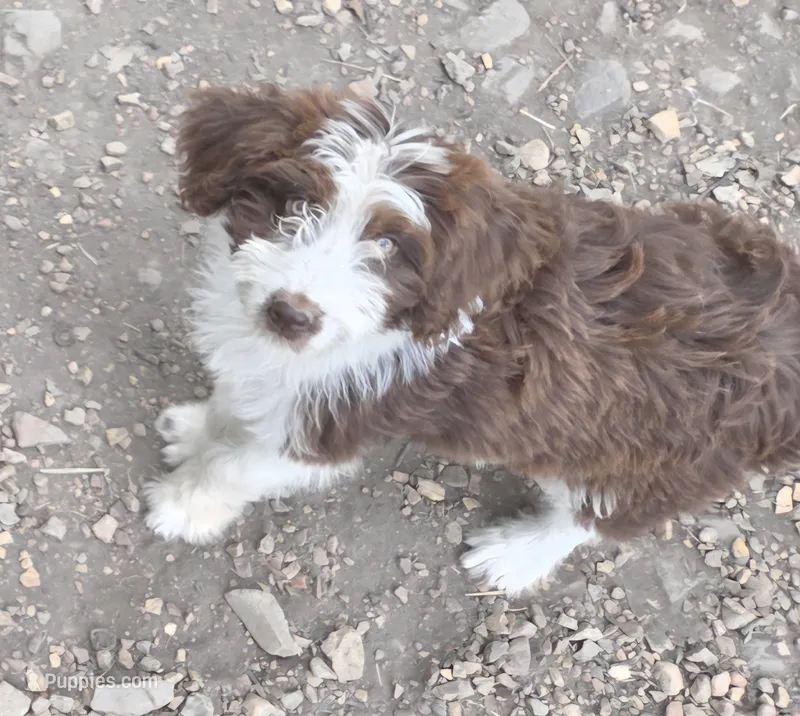 Jupiter 3 – Aussiedoodle puppy for sale in Winchester, VA
