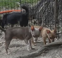 Clarity female, a female Chihuahua for sale in Winchester, VA – 5 of 10