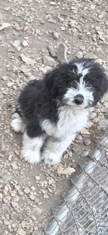 Jupiter 3 – Aussiedoodle puppy for sale in Winchester, VA