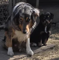 Zoe 4, a female Australian Shepherd for sale in Winchester, VA – Photo 3 of 3