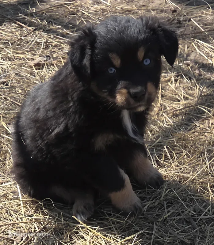Zoe 4 – Australian Shepherd puppy for sale in Winchester, VA