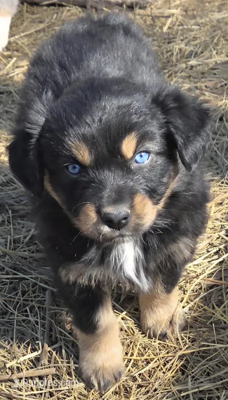 Zoe 4 – Australian Shepherd puppy for sale in Winchester, VA