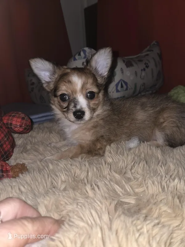 Jillie Bean 1 – Chihuahua puppy for sale in Winchester, VA