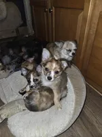 Jillie Bean 1, a male Chihuahua for sale in Winchester, VA – Photo 2 of 6