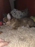 Jillie Bean 1, a male Chihuahua for sale in Winchester, VA – Photo 6 of 6