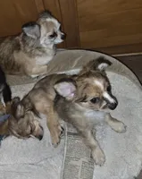 Jillie Bean 1, a male Chihuahua for sale in Winchester, VA – Photo 3 of 6