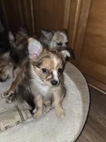 Jillie Bean 1, a male Chihuahua for sale in Winchester, VA – Photo 4 of 6