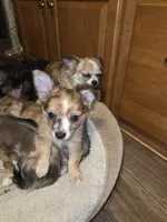 Jillie Bean 1, a male Chihuahua for sale in Winchester, VA – Photo 5 of 6