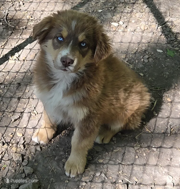 Zoe 6 – Australian Shepherd puppy for sale in Winchester, VA