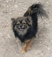 Mimi 1, a male Chihuahua and Pomeranian for sale in Winchester, VA – 5 of 5