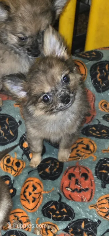 Mimi 4 – Chihuahua, Pomeranian puppy for sale in Winchester, VA