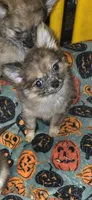 Mimi 4, a female Chihuahua and Pomeranian for sale in Cross Junction, VA – 1 of 6