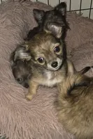 processed/038f00a1-dbf4-4352-9dc3-3a4ed83f1c82/listing/c3d50d18-c554-45b8-9913-9aaa0aacfa2d/1f47a816-2599-42f1-a4a9-95ed90a51812