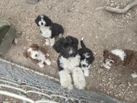 Jupiter 3, a female Aussiedoodle for sale in Winchester, VA – 2 of 2