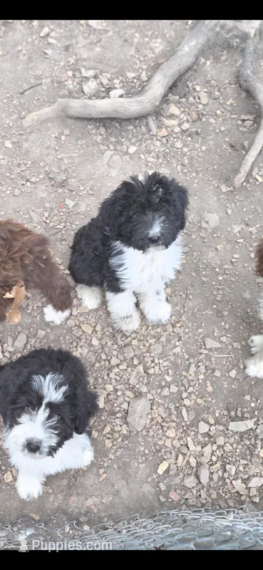 Jupiter 2 – Aussiedoodle puppy for sale in Winchester, VA