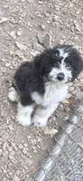Jupiter 1, a male Aussiedoodle for sale in Winchester, VA – 2 of 3