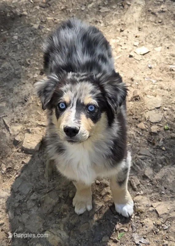 Zoe 1 – Australian Shepherd puppy for sale in Winchester, VA