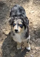 Zoe 1, a male Australian Shepherd for sale in Winchester, VA – 1 of 10