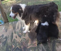 Mila 4, a female Australian Shepherd for sale in Winchester, VA – 3 of 4