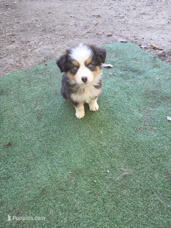 Mila 1 – Australian Shepherd puppy for sale in Winchester, VA