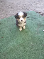 Mila 1, a male Australian Shepherd for sale in Winchester, VA – 1 of 6