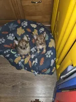Mimi 3, a female Chihuahua and Pomeranian for sale in Winchester, VA – 4 of 4
